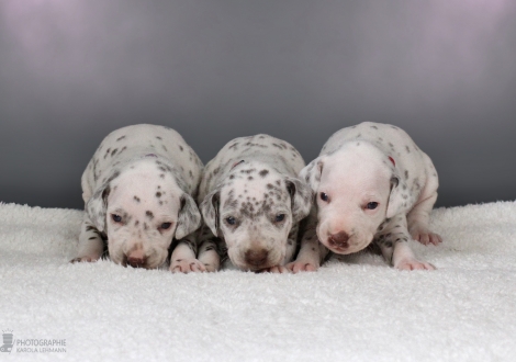 Female | colour white - liver (collar purple ), female | colour white - liver (collar pink) and female | colour white - liver (collar red)