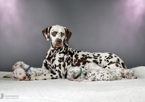 Christi ORMOND Release Me (called Ènia) with her Christi ORMOND AA - Litter 2nd week of life