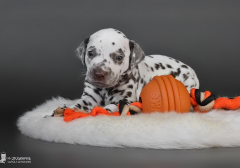 Male | colour white - liver (collar blue)