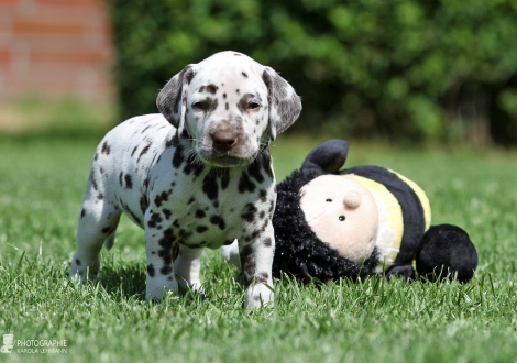 Male | colour white - liver (collar green)