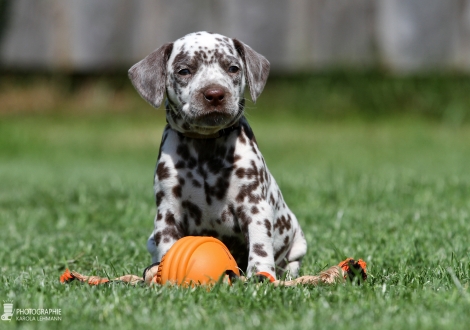 Female | colour white - liver (collar pink)