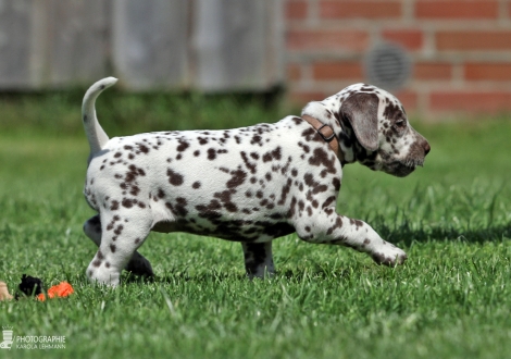 Female | colour white - liver (collar pink)