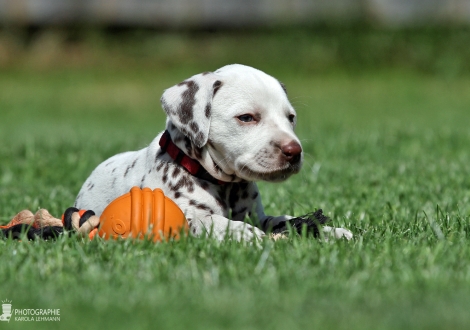 Female | colour white - liver (collar red)