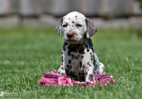 Female | colour white - liver (collar purple)