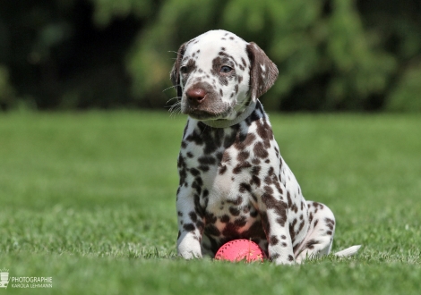 Male | colour white - liver (collar gray)