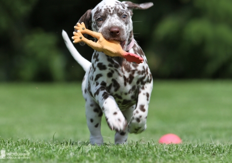 Female | colour white - liver (collar pink)