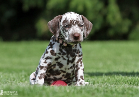 Female | colour white - liver (collar pink)