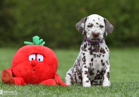 Female | colour white - liver (collar purple)