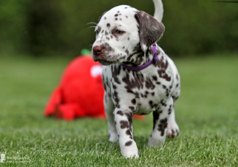 Female | colour white - liver (collar purple)