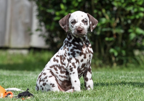 Christi ORMOND Always admire me, male | colour white - liver (collar blue)