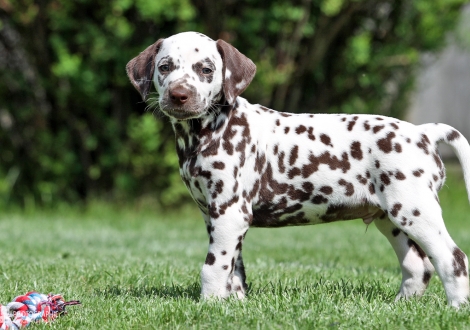 Christi ORMOND Always admire me, male | colour white - liver (collar blue)