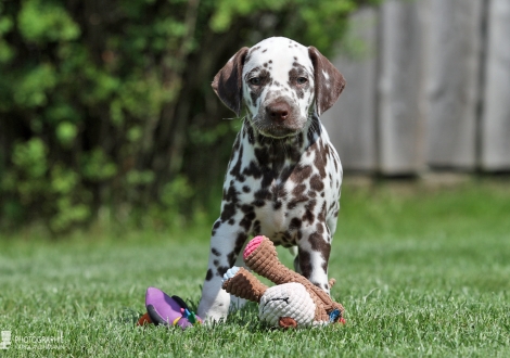 Christi ORMOND Amor able to fly, male | colour white - liver (collar gray)