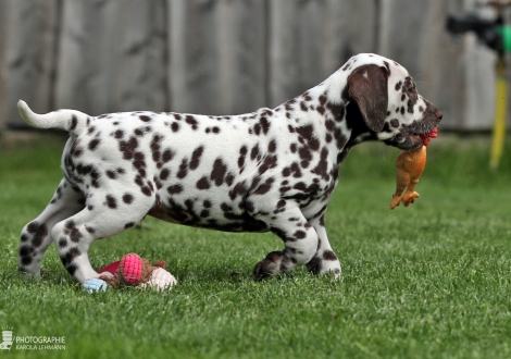 Christi ORMOND Amor able to fly, male | colour white - liver (collar gray)