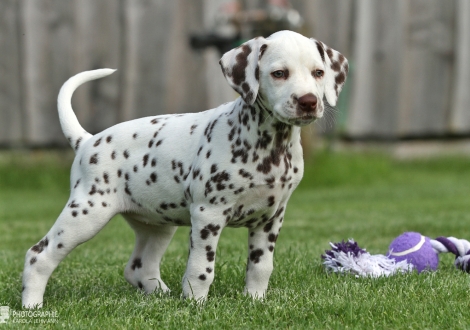 Christi ORMOND Arise and shine, female | colour white - liver (collar red)