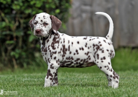 Christi ORMOND An amazing sight, female | colour white - liver (collar purple)