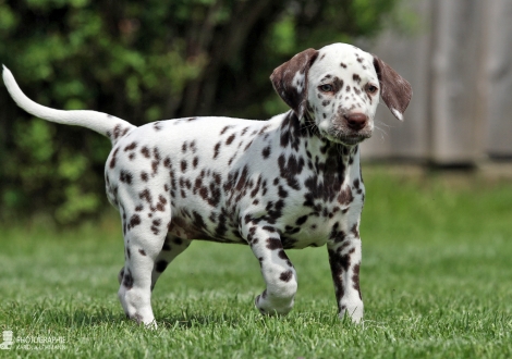 Christi ORMOND An amazing sight, female | colour white - liver (collar purple)