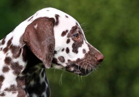 Christi ORMOND Amor able to fly, male | colour white - liver (collar gray)