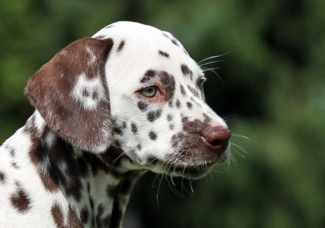 Christi ORMOND An amazing sight, female | colour white - liver (collar purple)