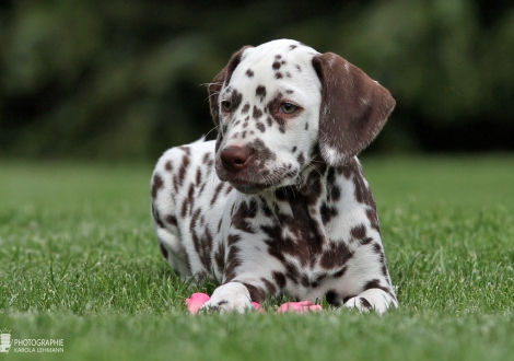 Christi ORMOND An amazing sight, female | colour white - liver (collar purple)