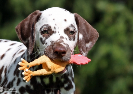 Christi ORMOND Always admire me, male | colour white - liver (collar blue)