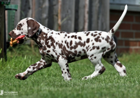 Christi ORMOND Always admire me, male | colour white - liver (collar blue)