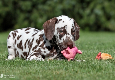 Christi ORMOND Amor able to fly, male | colour white - liver (collar gray)