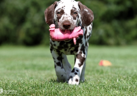 Christi ORMOND Amor able to fly, male | colour white - liver (collar gray)