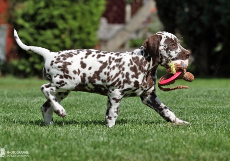 Christi ORMOND All art, female | colour white - liver (collar pink)