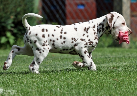 Christi ORMOND Arise and shine, female | colour white - liver (collar red)