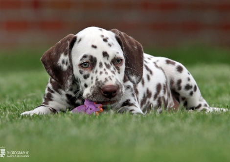 Christi ORMOND An amazing sight, female | colour white - liver (collar purple)