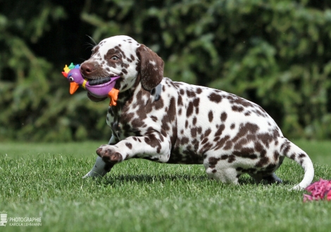 Christi ORMOND Amor able to fly, male | colour white - liver (collar gray)