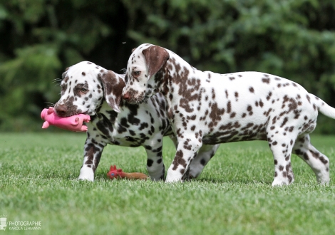 Christi ORMOND Arrived at home, male | colour white - liver (collar green) and Christi ORMOND An amazing sight, female | colour white - liver (collar purple)