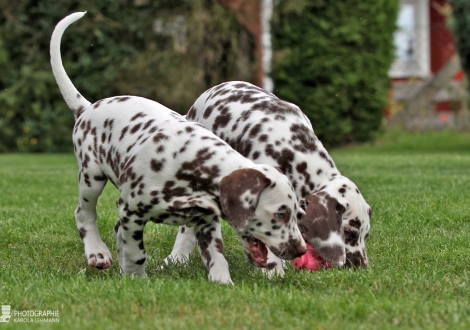 Christi ORMOND Arrived at home, male | colour white - liver (collar green) and Christi ORMOND An amazing sight, female | colour white - liver (collar purple)