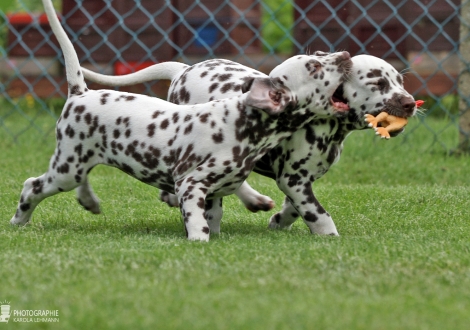 Christi ORMOND Arrived at home, male | colour white - liver (collar green) and Christi ORMOND An amazing sight, female | colour white - liver (collar purple)