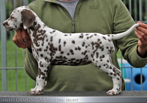 Christi ORMOND An amazing sight, female | colour white - liver 