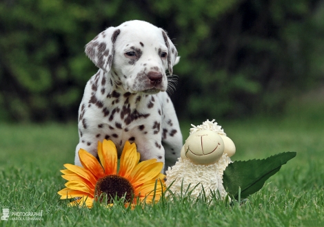 Female | colour white - liver (collar orange)