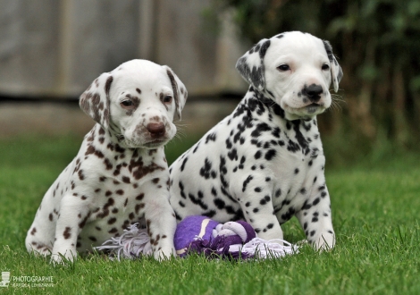 Female | colour white - liver (collar orange) and female | colour white - black (collar red) 