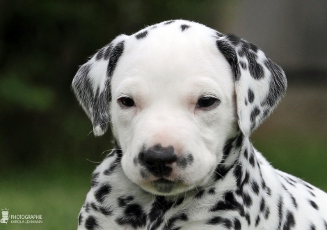 Female | colour white - black (collar red) 