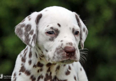 Female | colour white - liver (collar orange)