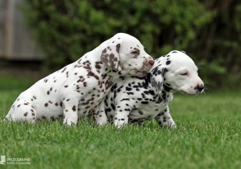 Female | colour white - liver (collar orange) and female | colour white - black (collar red) 