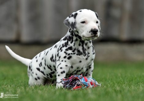 Female | colour white - black (collar red)