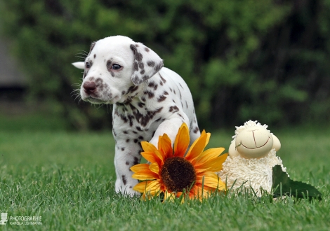 Female | colour white - liver (collar orange)