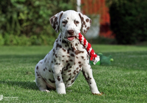 Christi ORMOND Biskaya Bay, female | colour white - liver (collar orange)