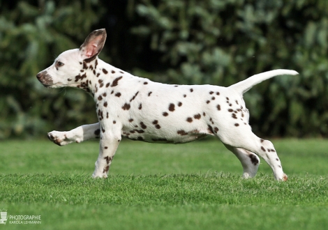 Christi ORMOND Biskaya Bay, female | colour white - liver (collar orange)