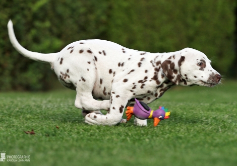 Christi ORMOND Biskaya Bay, female | colour white - liver (collar orange)