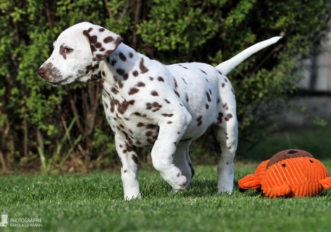 Christi ORMOND Biskaya Bay, female | colour white - liver (collar orange)