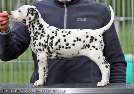 Christi ORMOND Bahama Breeze, female | colour white - black