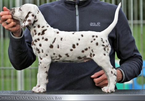 Christi ORMOND Biskaya Bay, female | colour white - liver