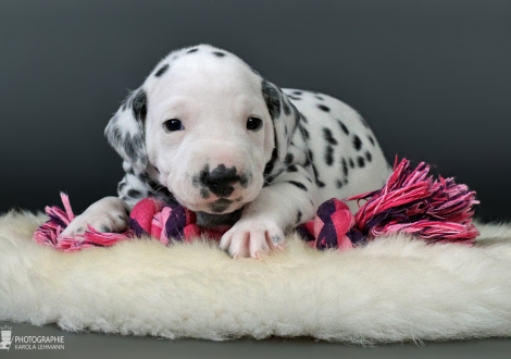 Female | colour white - black (collar red)