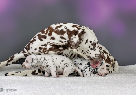 Aunt Dalmatian Dream for ORMOND with female | colour white - liver (collar orange) and female | colour white - black (collar red)